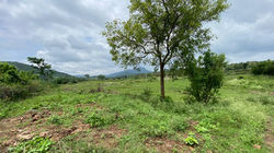 Neem tree at entrance
