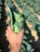 Cone Cabbage