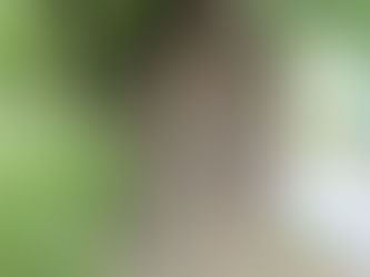 【信濃の風景】大雄寺(小諸善光寺)