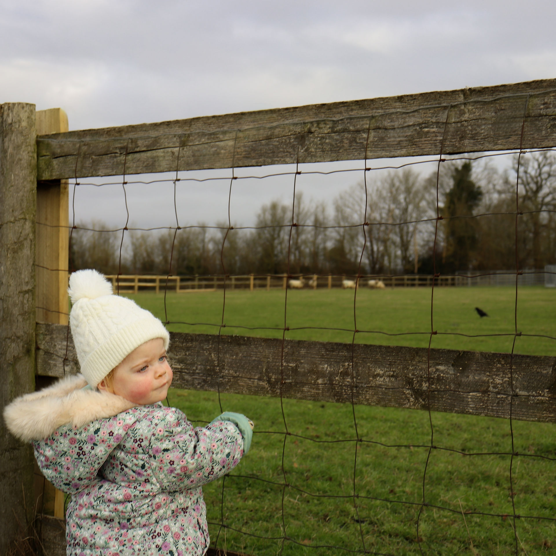 Child in a winter coat watches sheep in a field, enjoying nature at Jubilee Nursery. Join our team—now hiring for baby room and childcare roles!