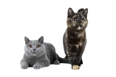 M&R Kittens.png