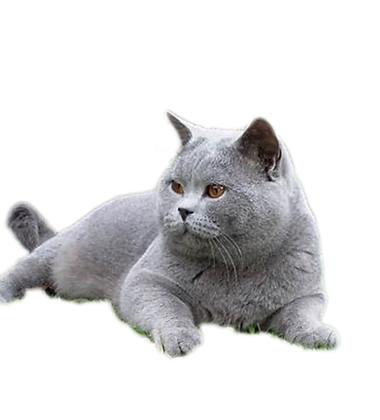 Fergan British Shorthair Breeder Scotland