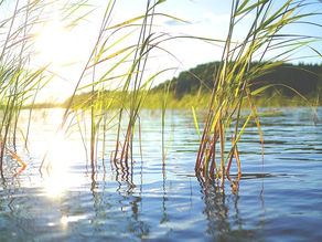 La Méditation en action