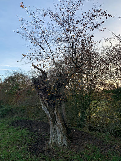 WhatsApp Image 2022-09-12 at 9.19.09 PM (1).jpeg