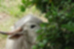 Inde oeil boeuf ©Centre Ailes Vie