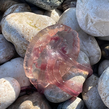 Real jellyfish: Pelagia noctiluca (Mauve Stinger) stranded on the beach