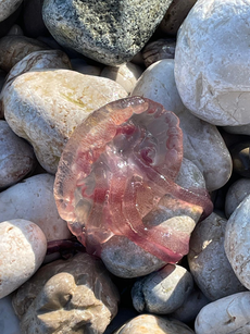 Real jellyfish: Pelagia noctiluca (Mauve Stinger) stranded on the beach