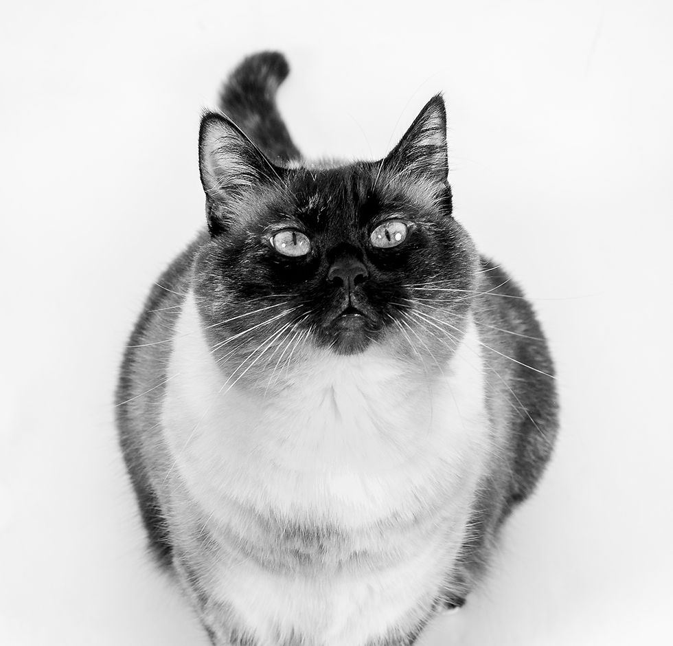 Chat siamois assis sur fond blanc, regard levé, pelage moucheté noir et blanc, expression curieuse et paisible.