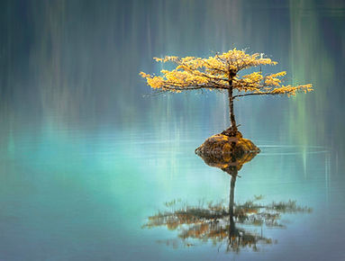 Lac et arbre.jpeg