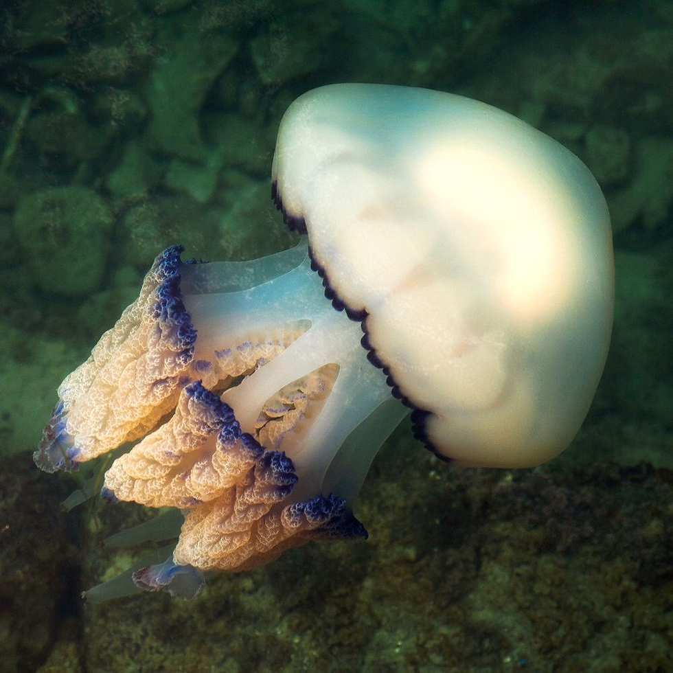 Rhizostoma pulmo (Barrel Jellyfish)