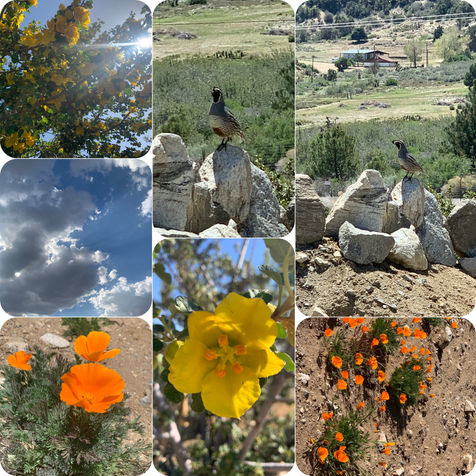 M1K9 German Shepherds Dogs and puppies for sale in California. AKC Black and red and All black long coat, German shepherd puppies www.m1k9germanshepherds.com 