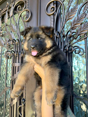 Pink Collar Female
Black & Red Long Coat German Shepherd Puppy