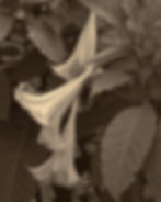 Angel's Trumpets