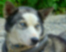 Sled Dog