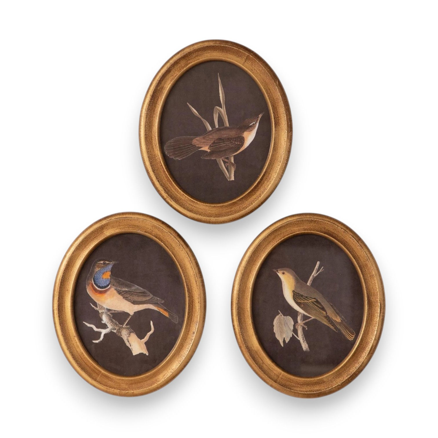 Oval Framed Prints of Birds (3 Designs)
