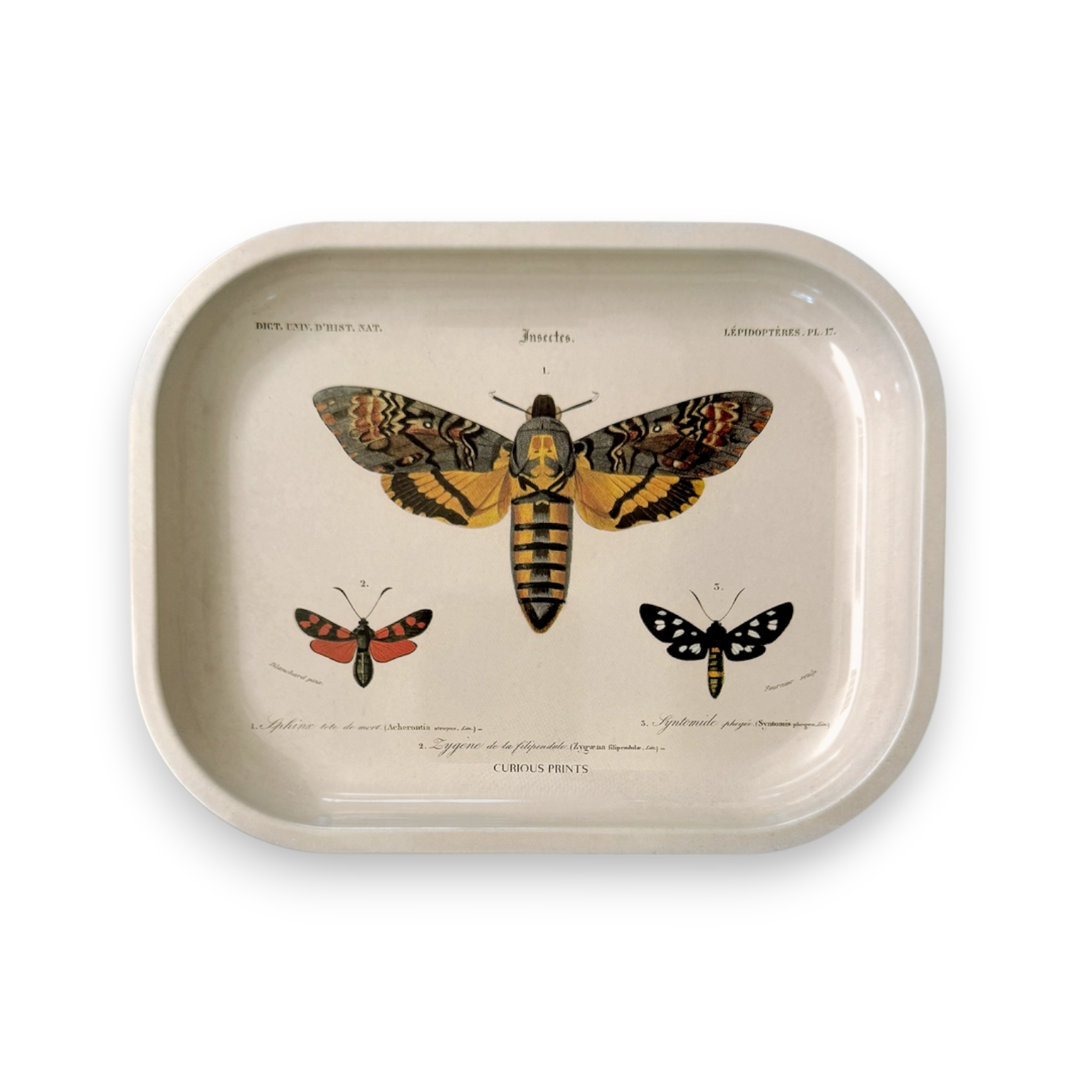 Metal Sphinx Moth Tray