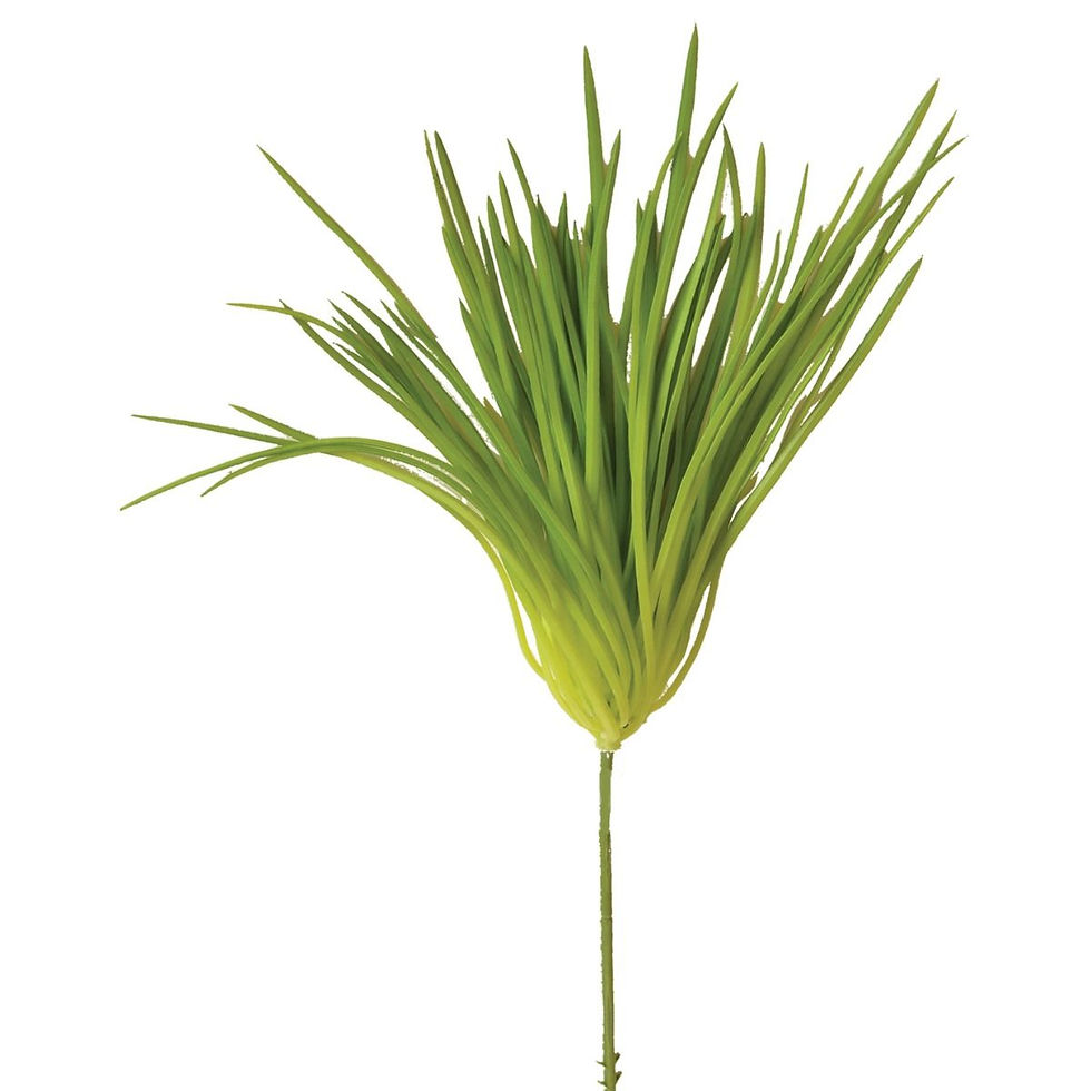 Soft Grass Plant