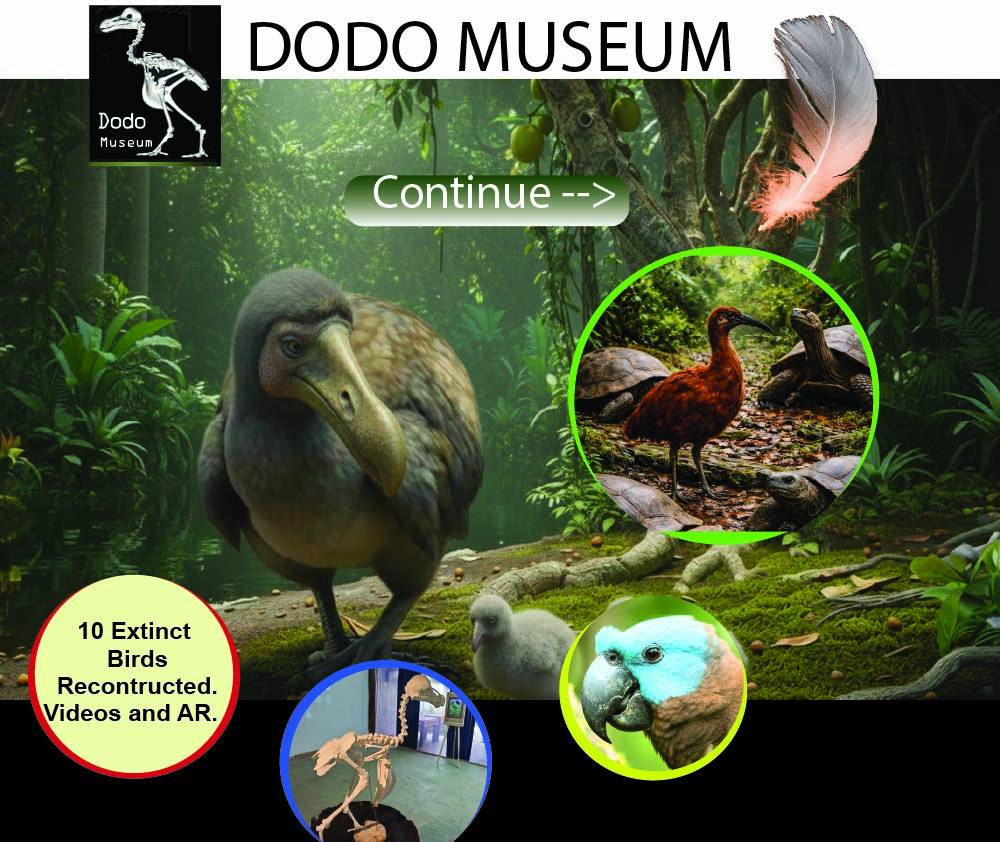 Dodo Museum