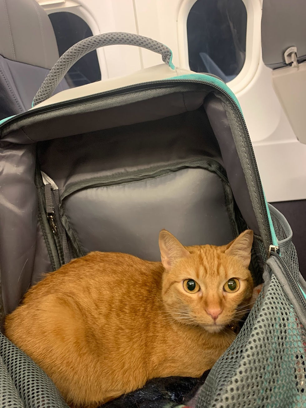 Nala and I traveled back home to Reno after spending the holidays with my family in Illinois.