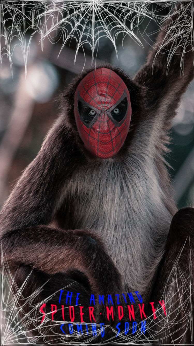 Spider-Monkey-2