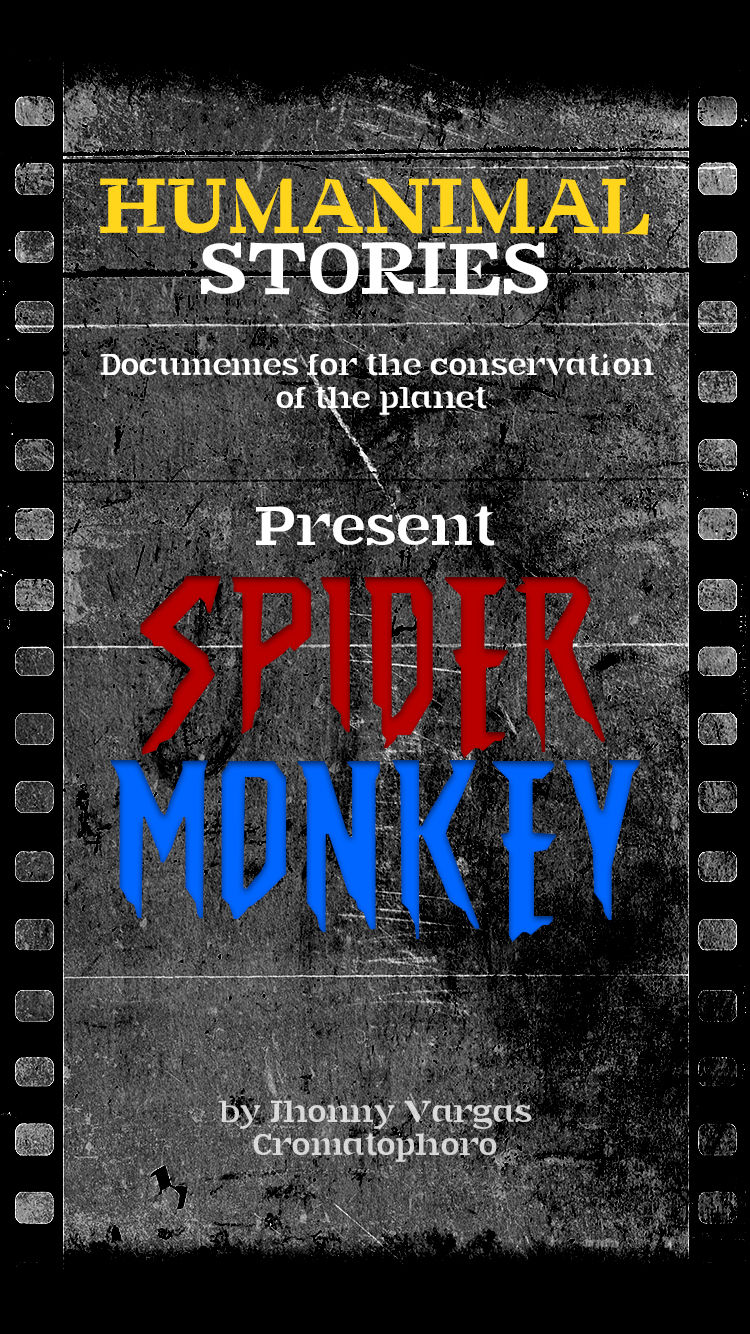 Spider-Monkey-1