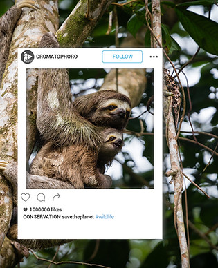 contenido redes croma.jpg