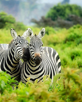 📍África do Sul: Johanesburgo, Reserva Privada Moditlo, Cidade do Cabo e Stellenbosch
