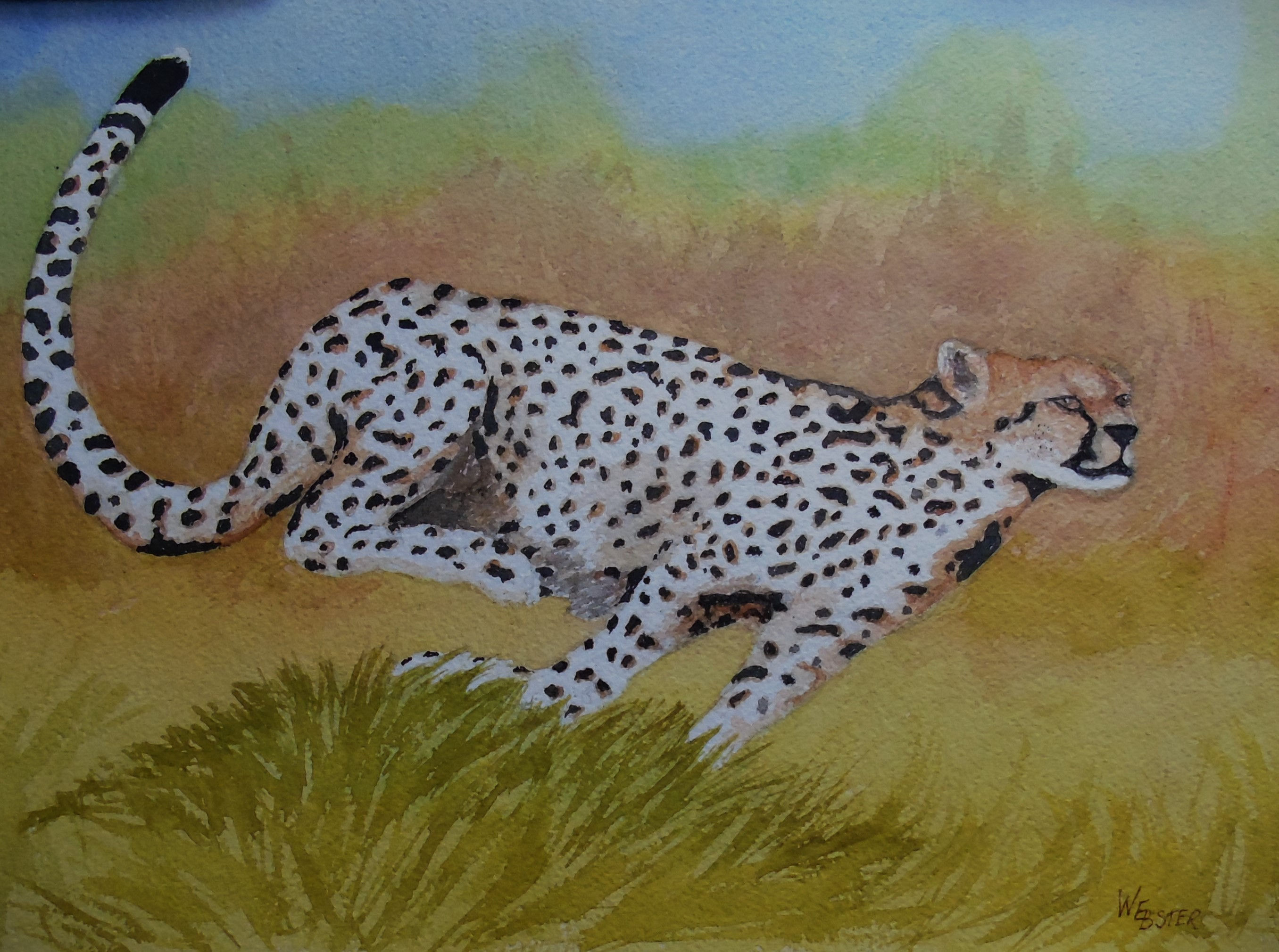 Cheetah Steady