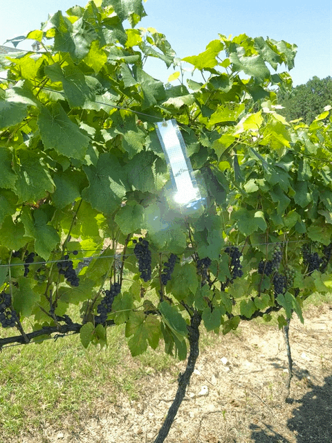 vineyard2.GIF