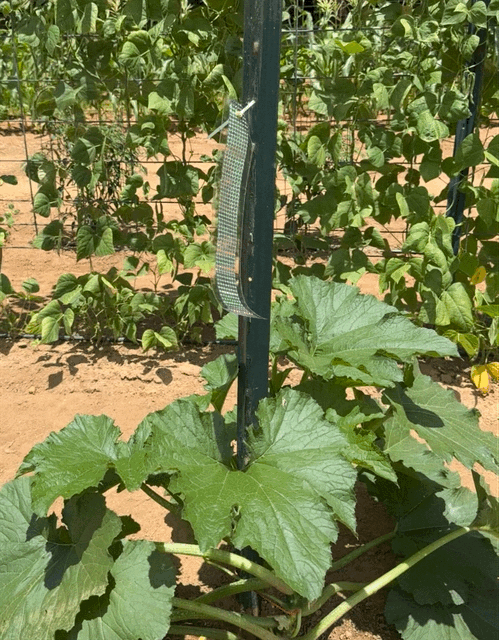 garden.GIF
