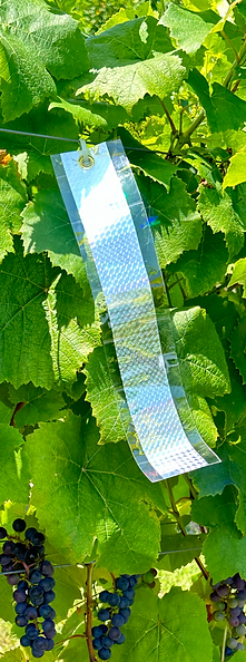 Picture9.png