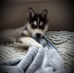 Siberain husky puppy for adoption