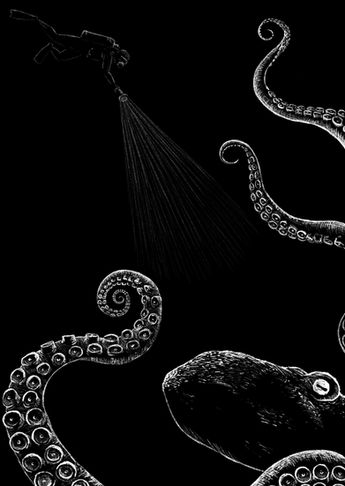 Scientific illustration, biology, zoology, anatomy, children, octopus, maritim, ocean, sea 