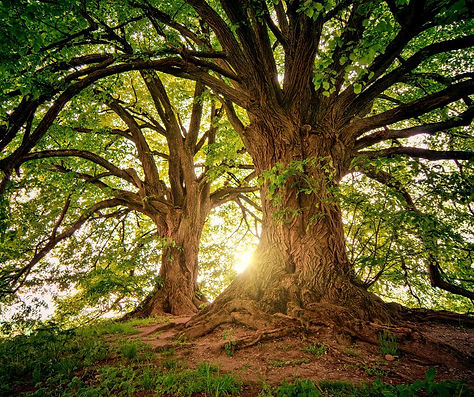 Vert Rond Avec Forme Marque Montage Facebook Publication-4.jpg