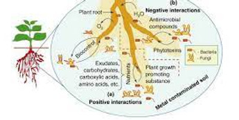 root microbe interactions.jpeg