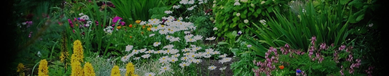 miele-di-millefiori.jpg