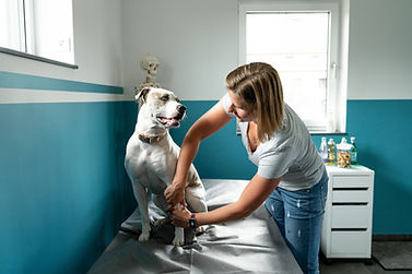 Hundephysio (34 von 170) neu.jpg