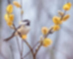 Chickadee in Pussywillows at Sherburne NWR