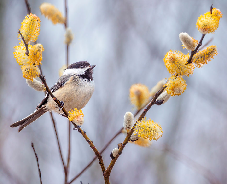 Chickadee&pussywillows_ELL4491-Ellingson4152026.jpg