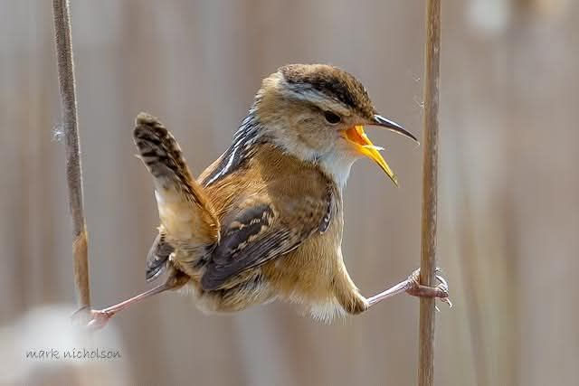 Marsh Wren at Sherburne National Wildlife Refuge