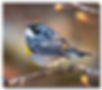 Yellow Rump Warbler at Sherburne NWR BruceEllingsonMay2026