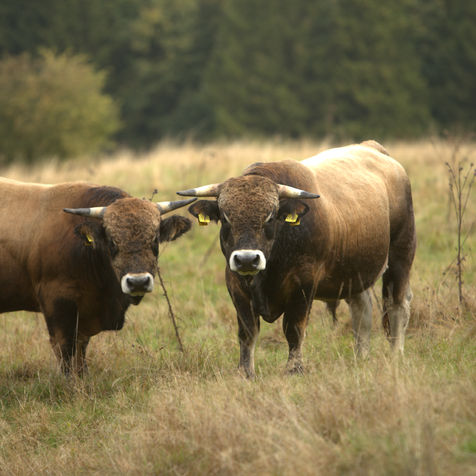 Kirburg, Westerwald, Ortsgemeinde, Landschaft