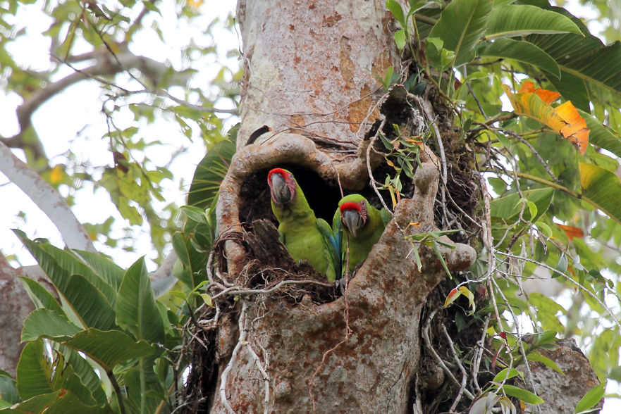Macaw Recovery Network(1) copy.jpeg