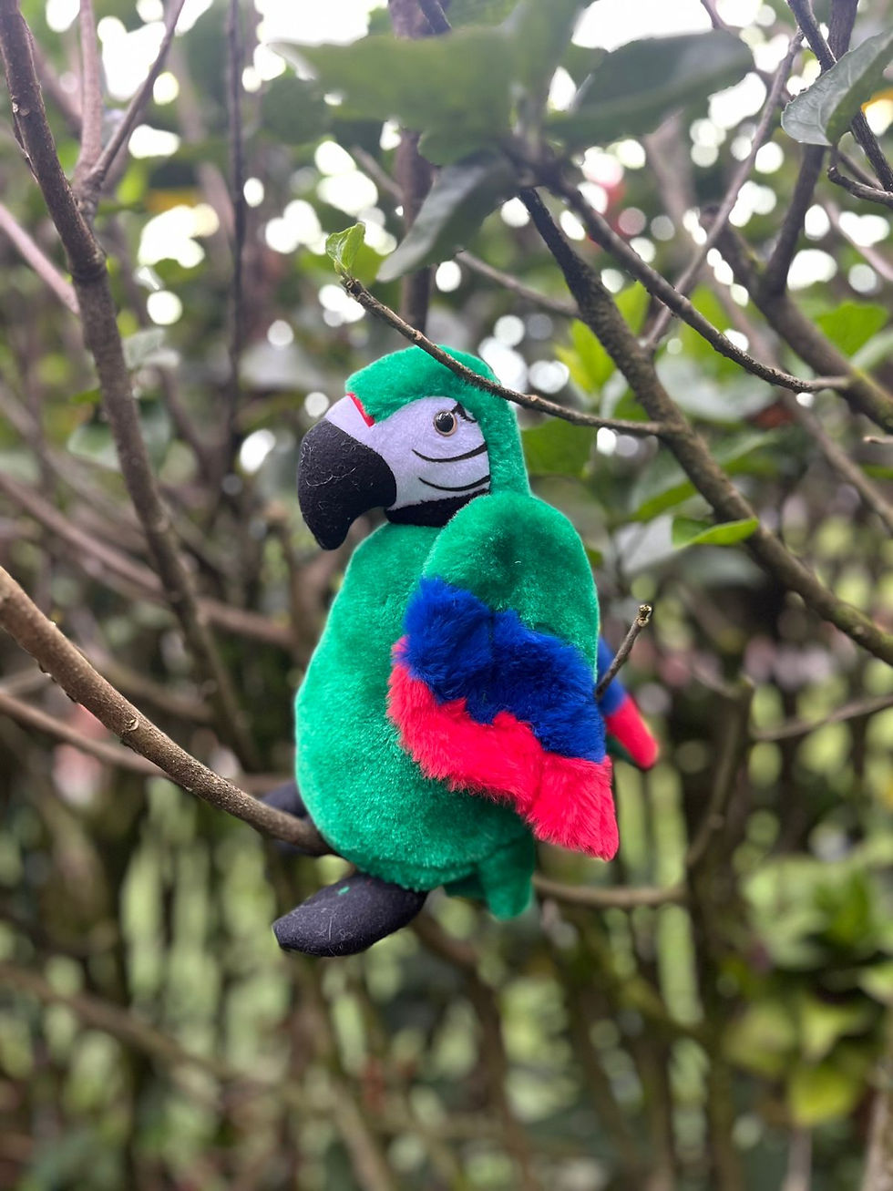 Miniatura: ¡Maya, la Guacamaya!