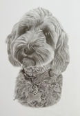 Realistic black and white hand-drawn Cockapoo portrait in graphite pencil on Bristol board paper.