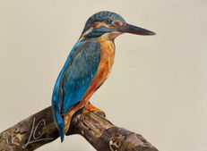 Hand-drawn female kingfisher perched on a branch in coloured pencil on watercolour paper.