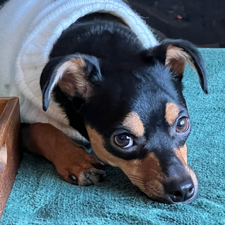 a dog wearing sweater lays down looking at camera