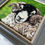 Thumbnail: Swaledale Ram Original Felting