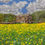 Thumbnail: Buttercups and Barns