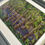 Thumbnail: Carpet of Bluebells